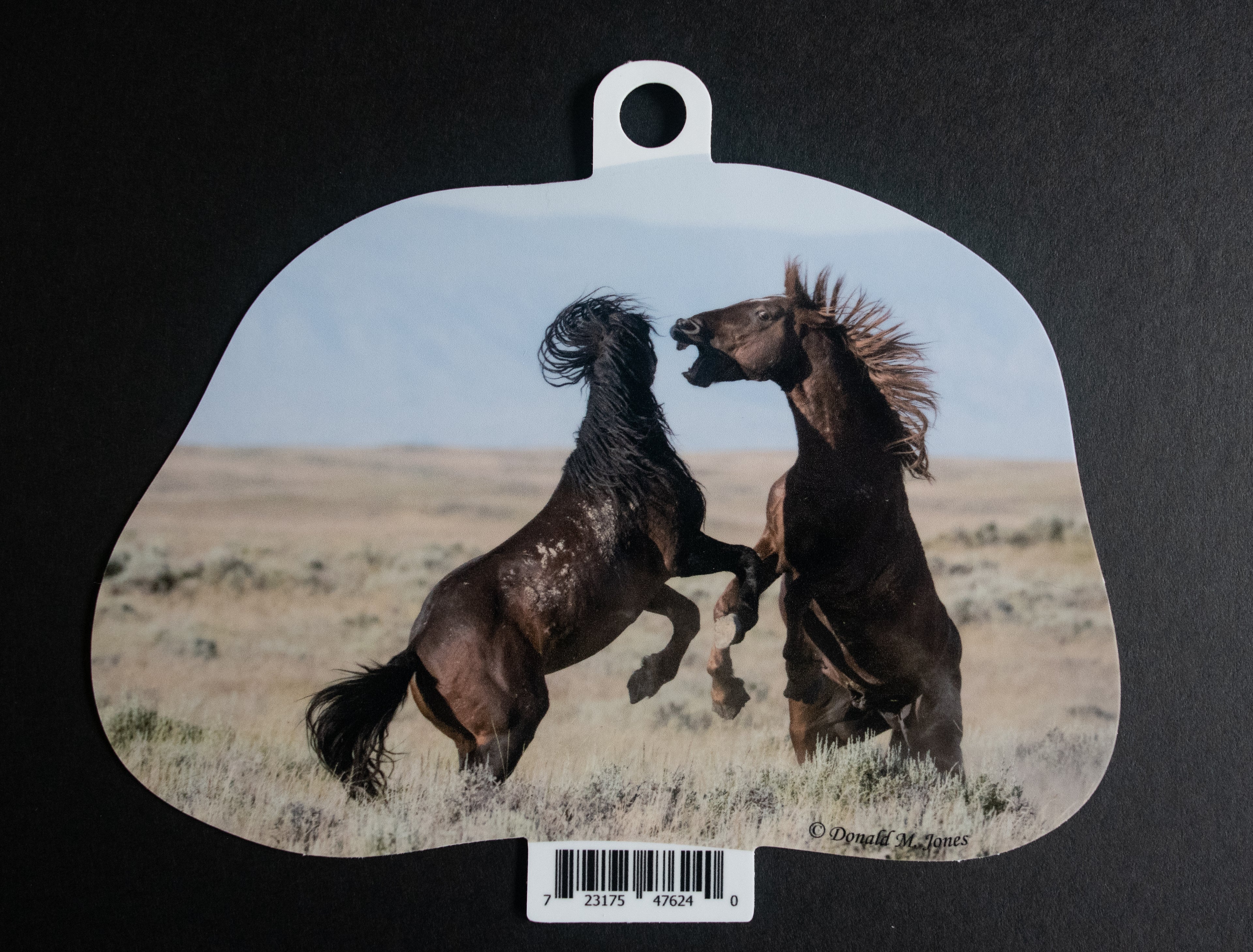 Wild Stallions