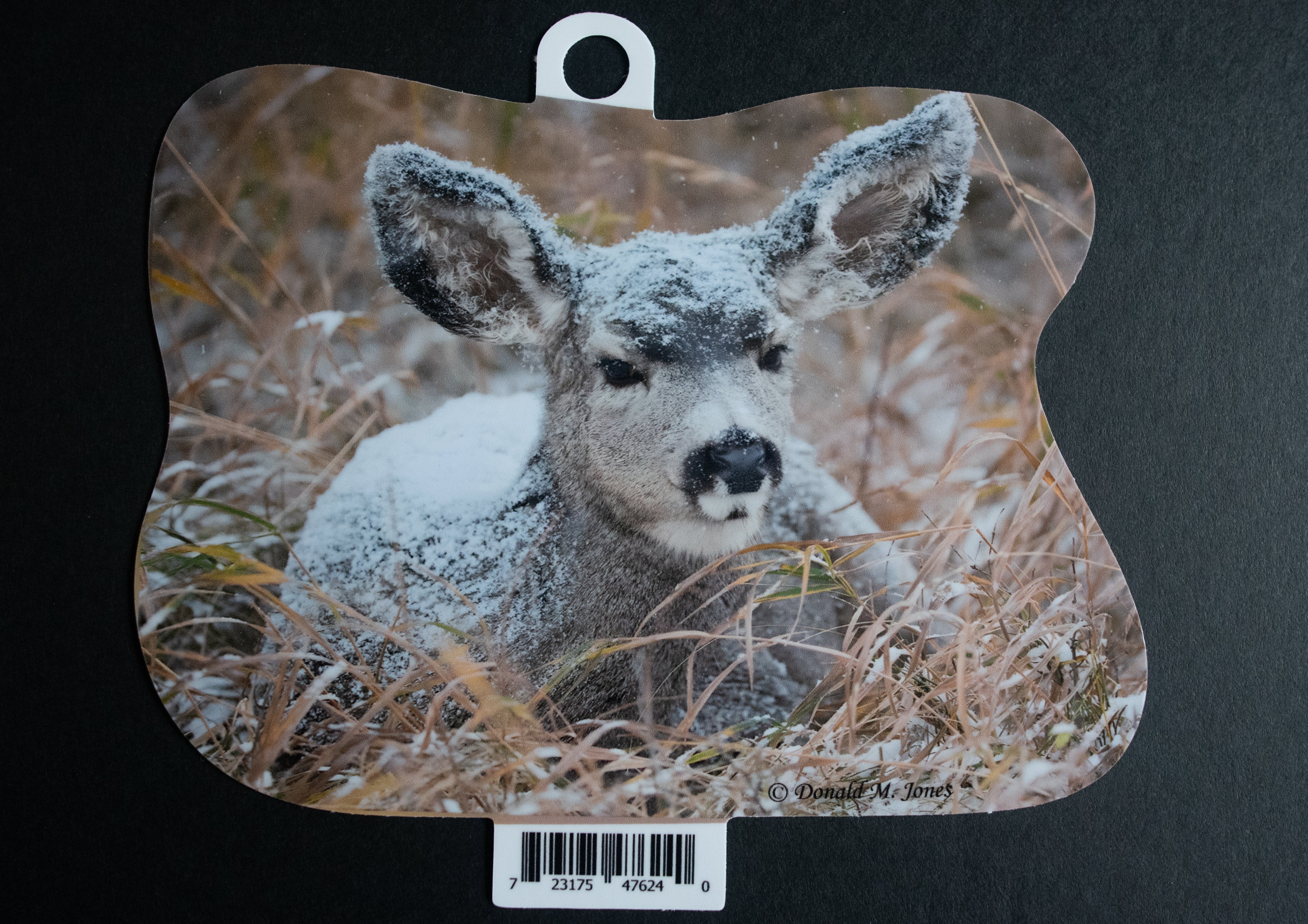 Mule Deer - Doe