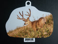 Mule Deer Buck