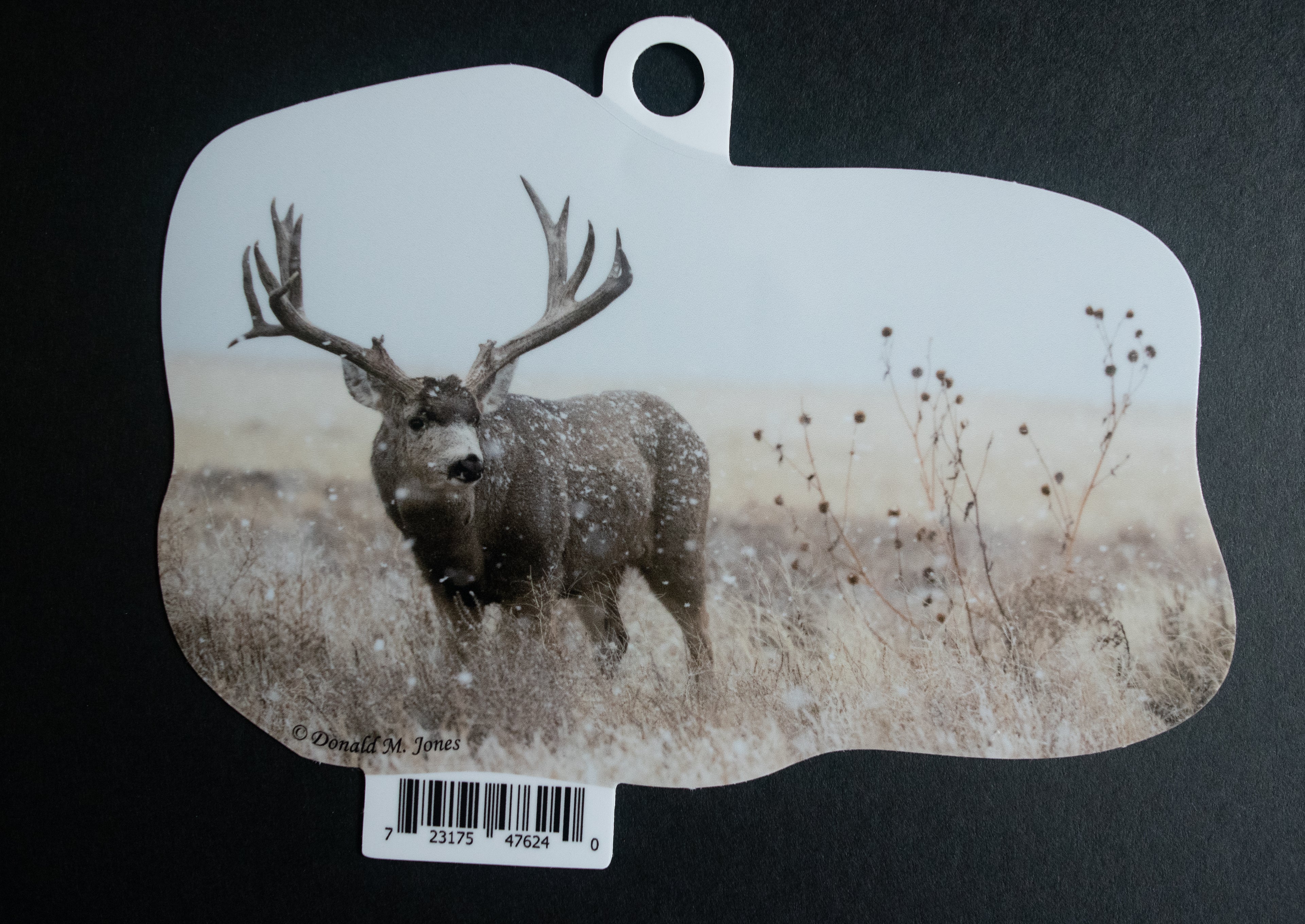 Mule Deer Buck