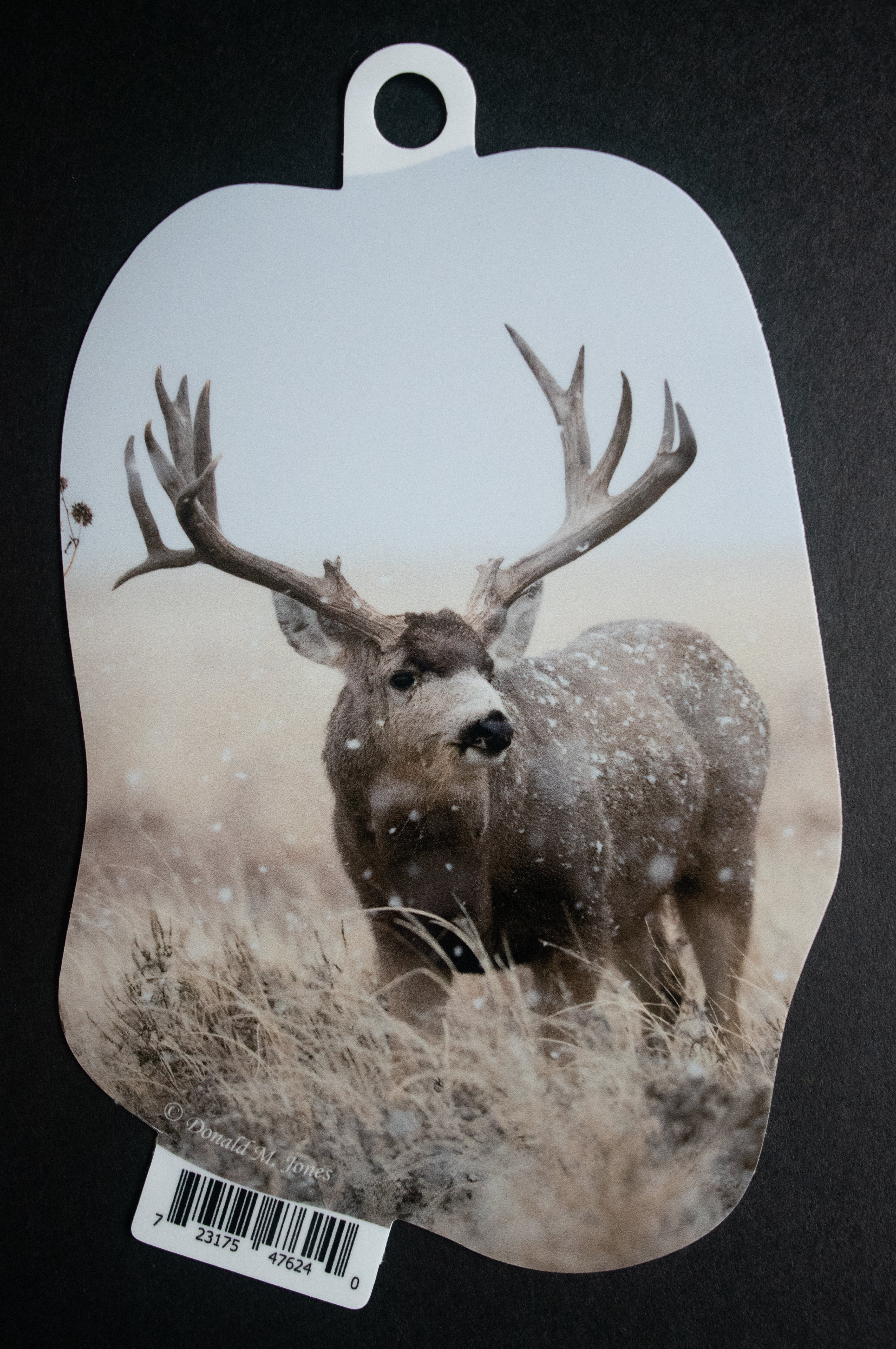 Mule Deer Buck