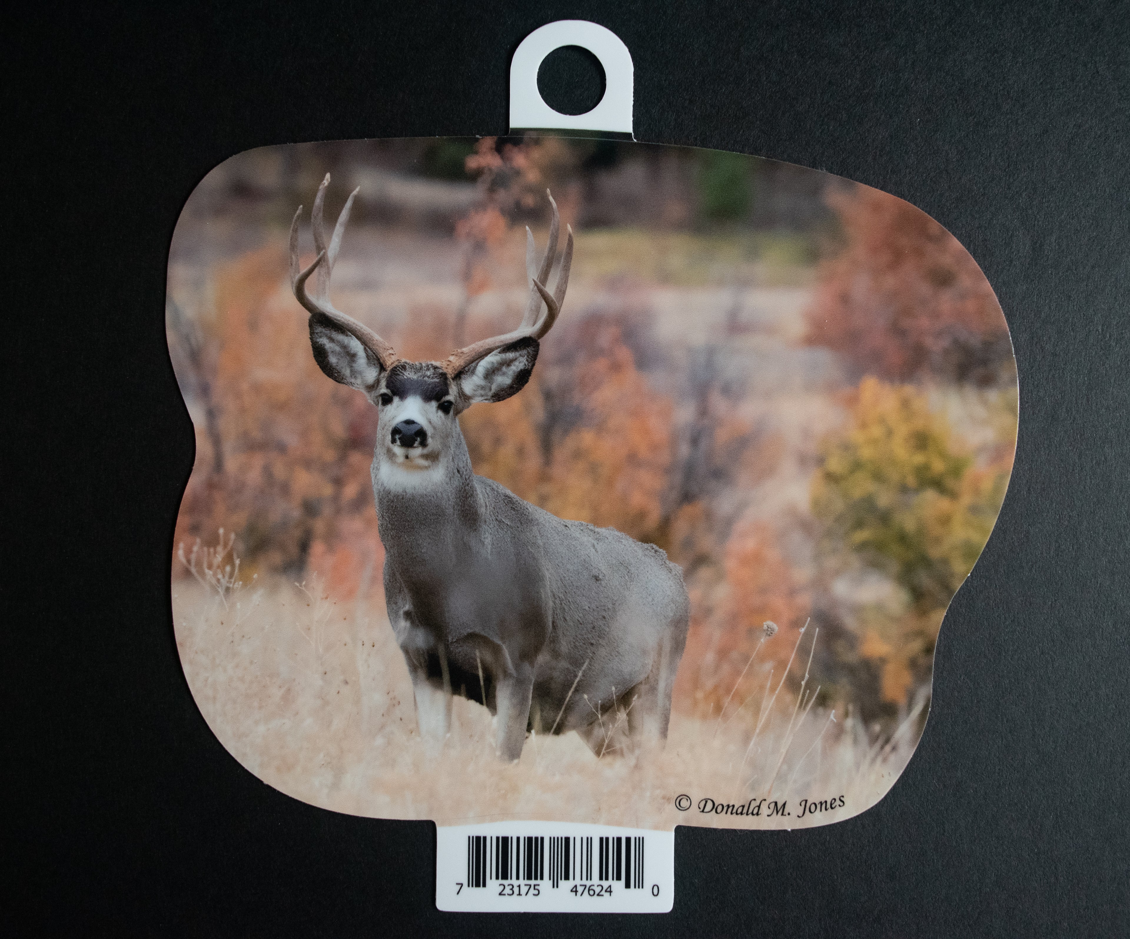 Stunning Mule Deer Buck