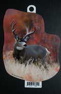 Mule Deer Buck Posing
