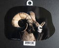 Bighorn Ram