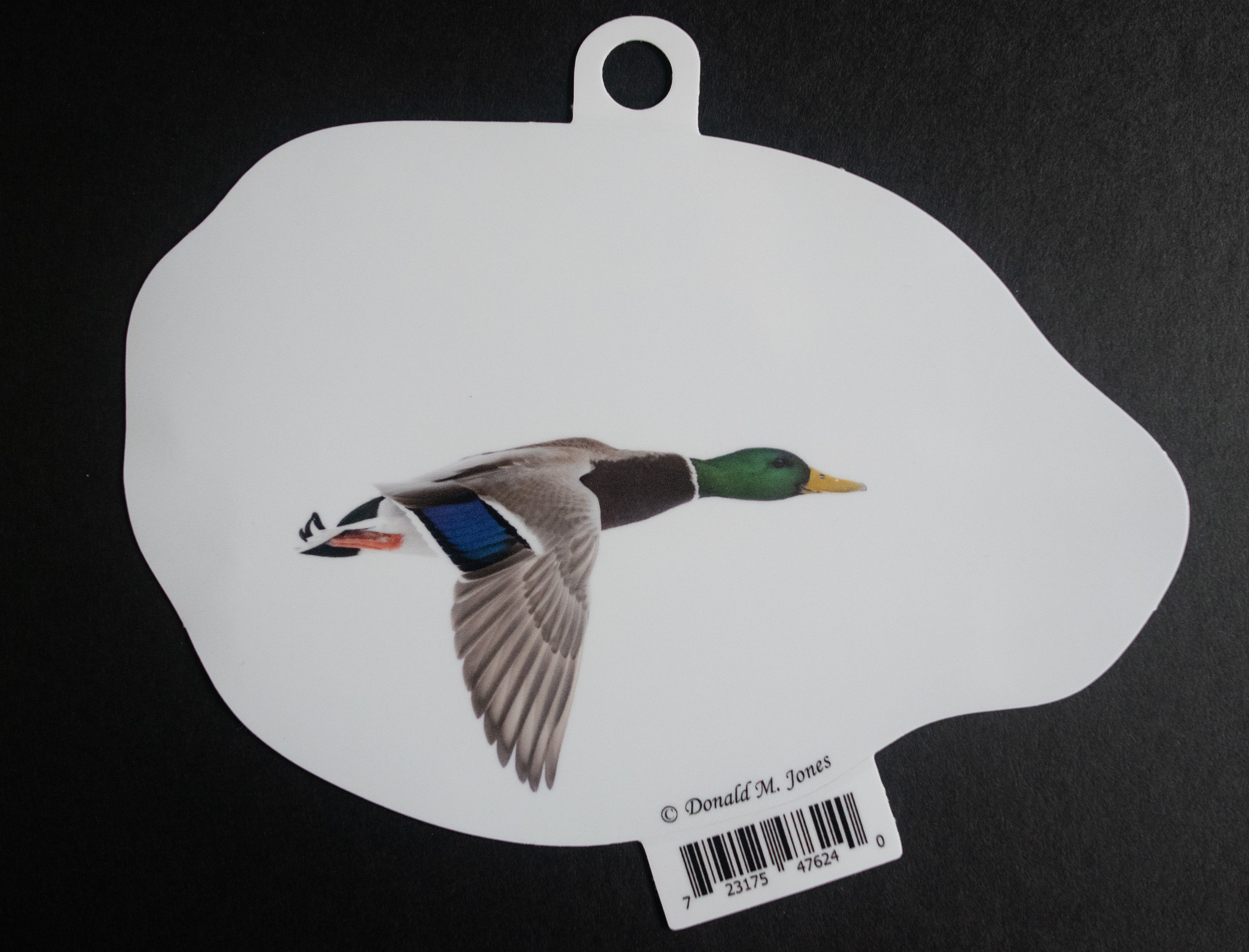 Mallard in Flight