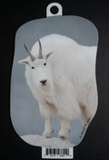 Mountain Goat Billy