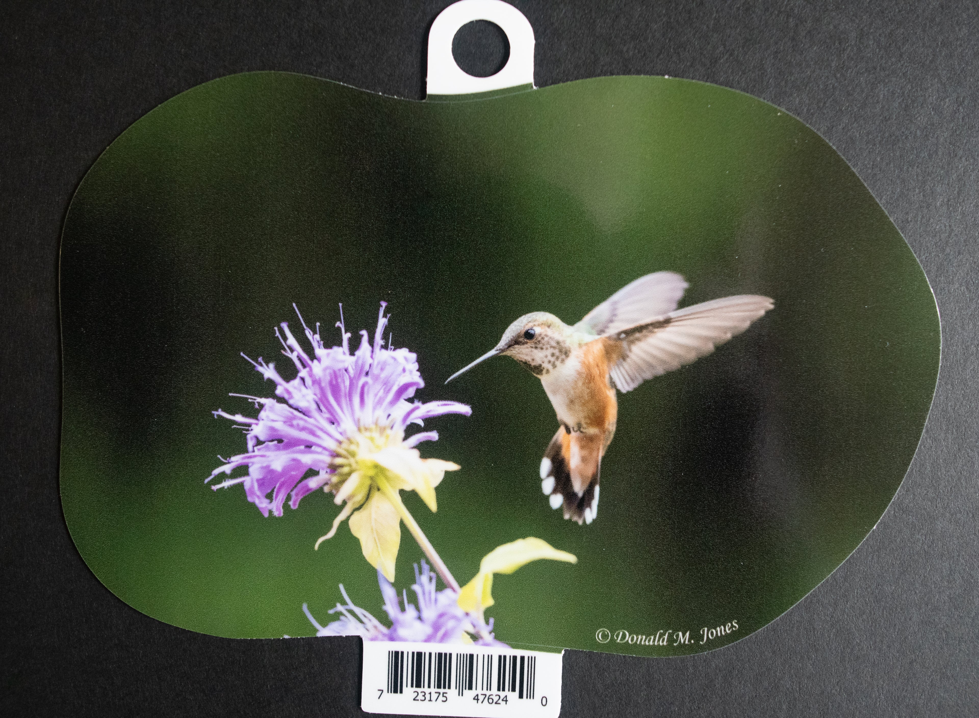 Black chinned Hummingbird