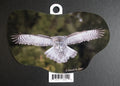 Great Gray Owl