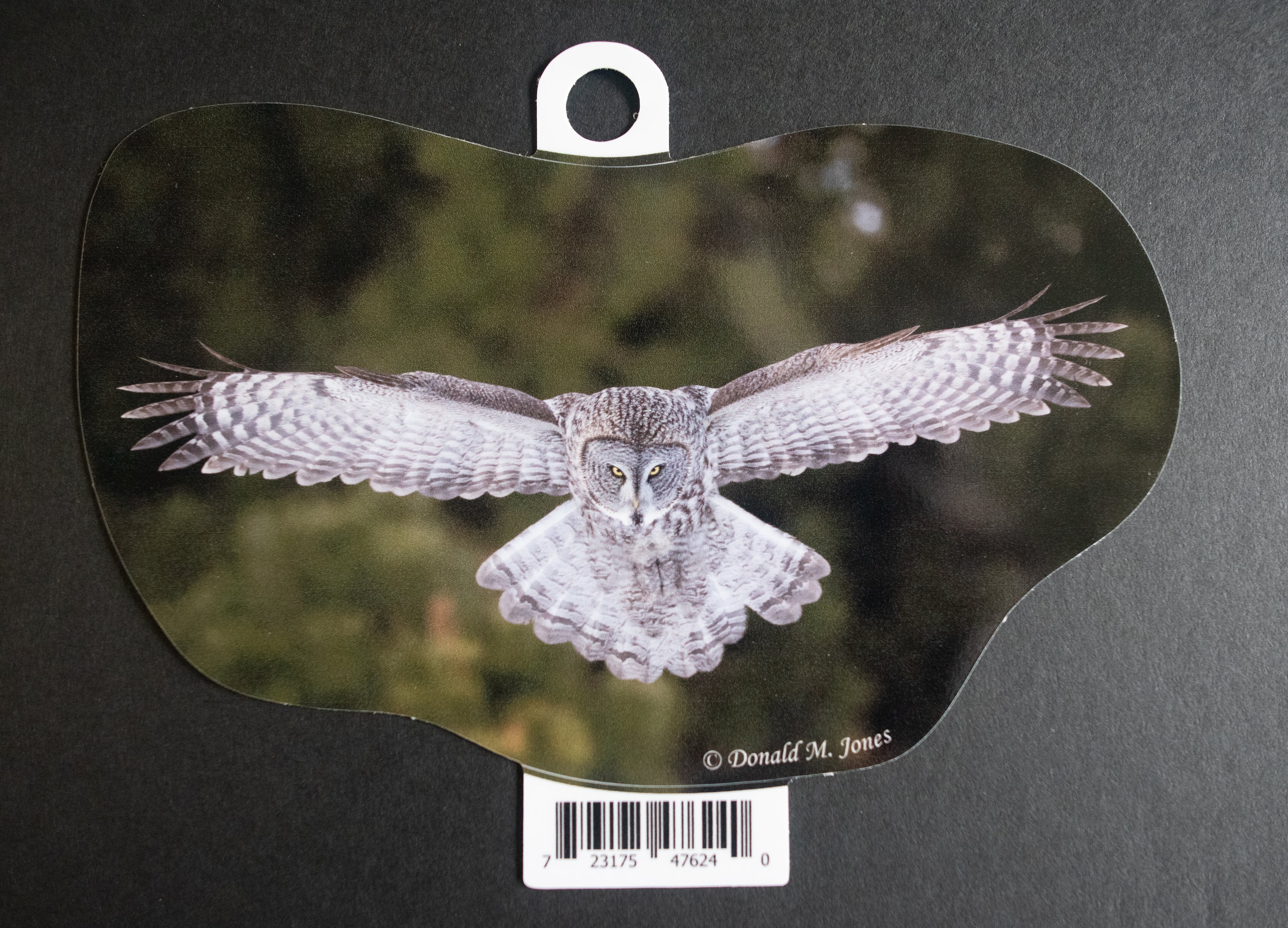 Great Gray Owl