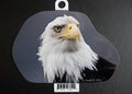 American Bald Eagle