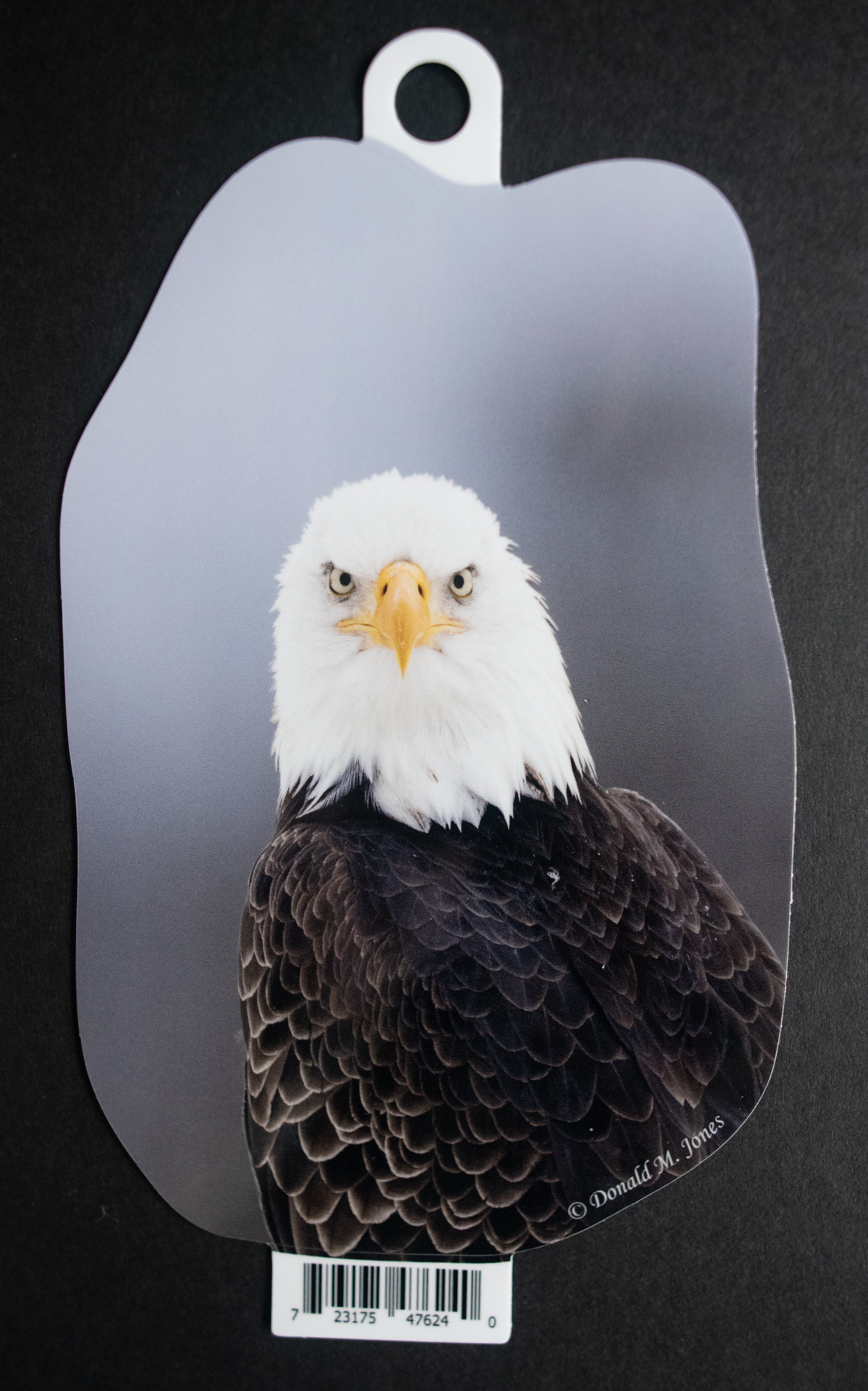 American Bald Eagle