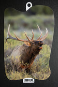 Elk Calling