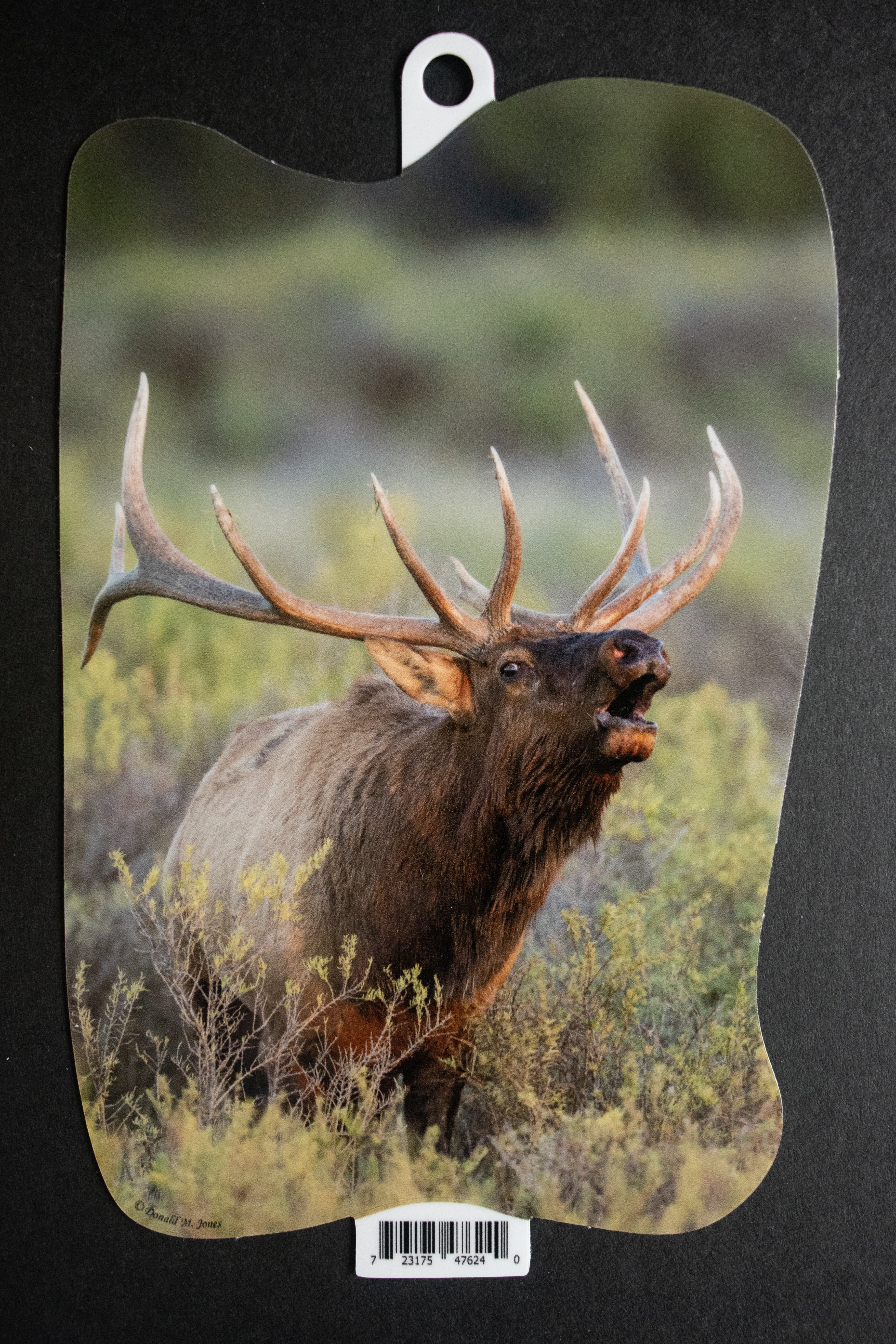 Elk Calling