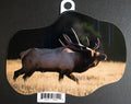 Bull Elk