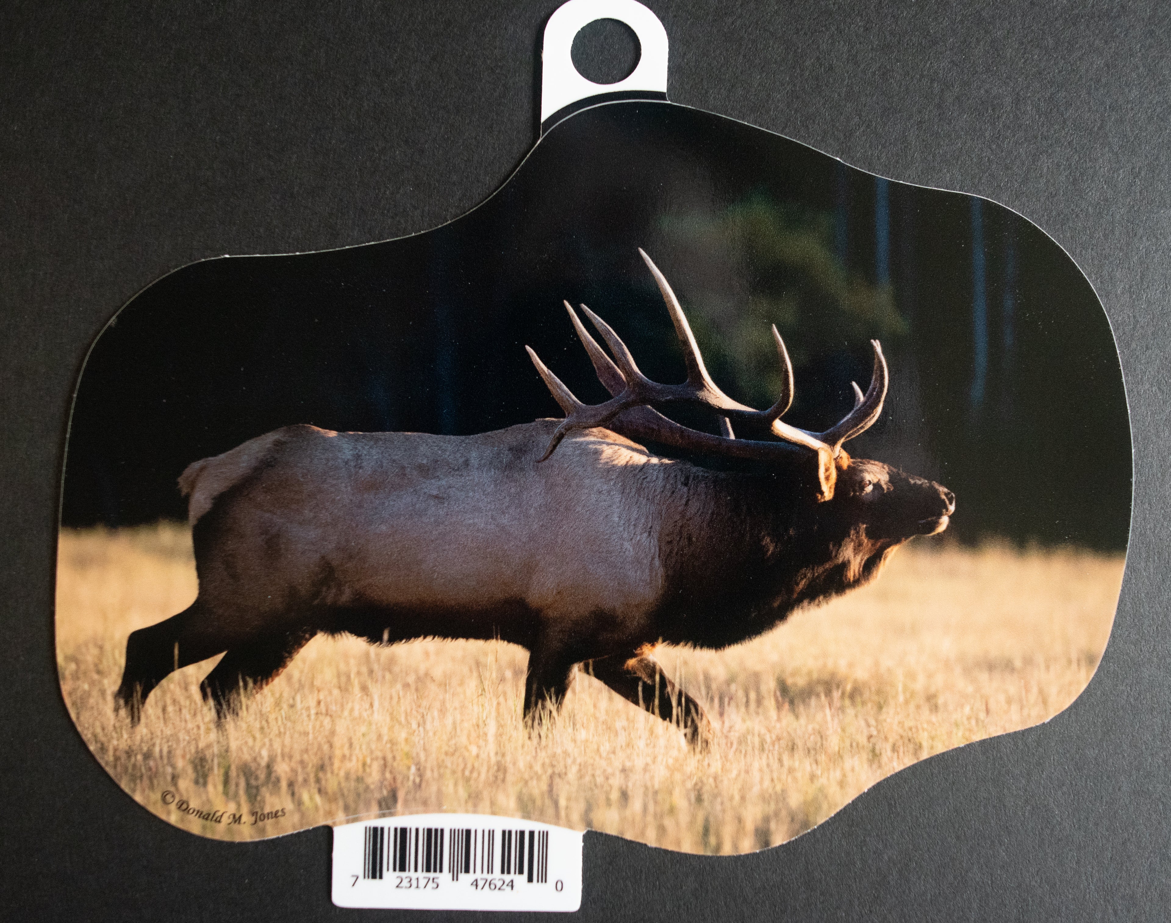 Bull Elk
