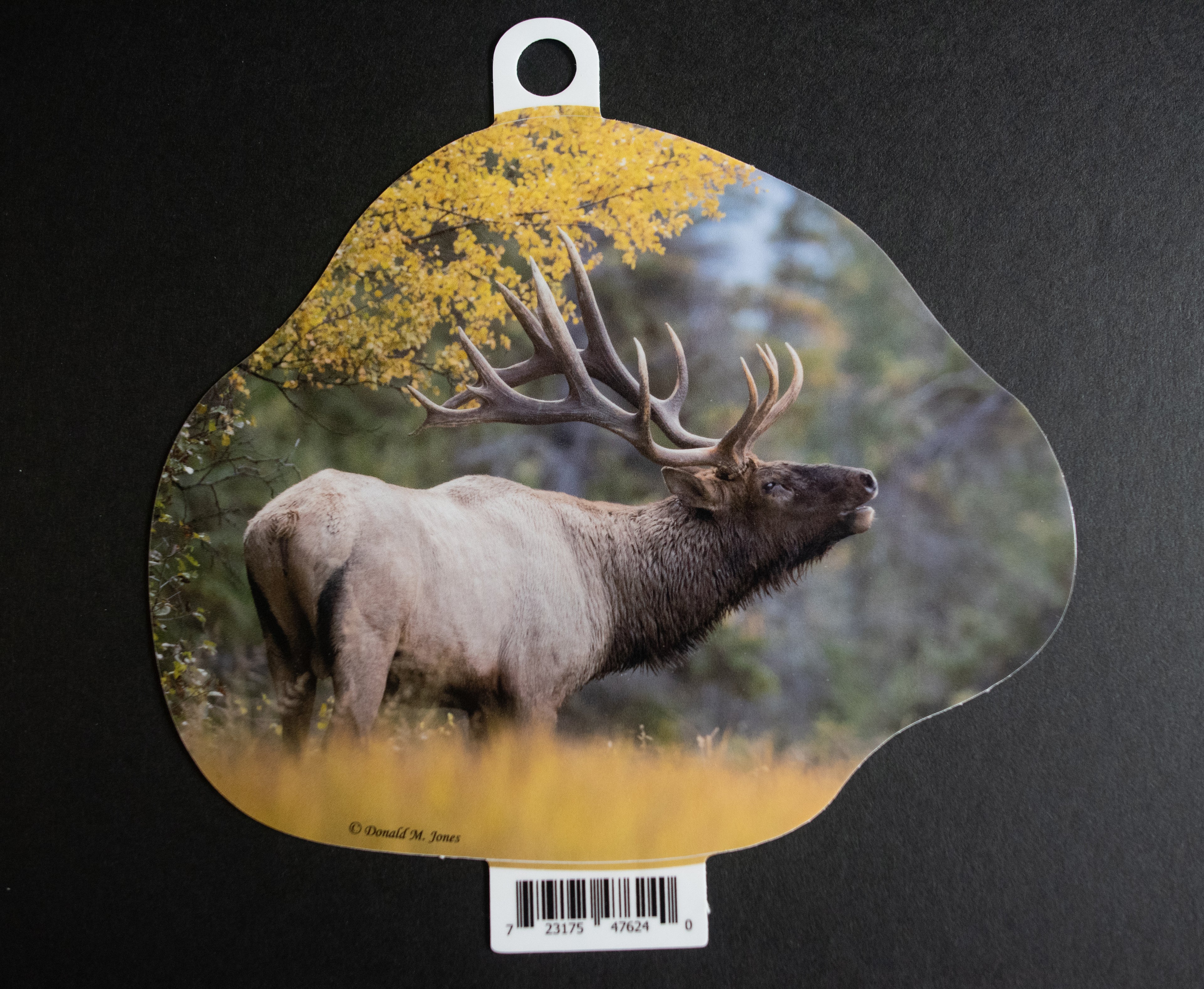 Bull Elk