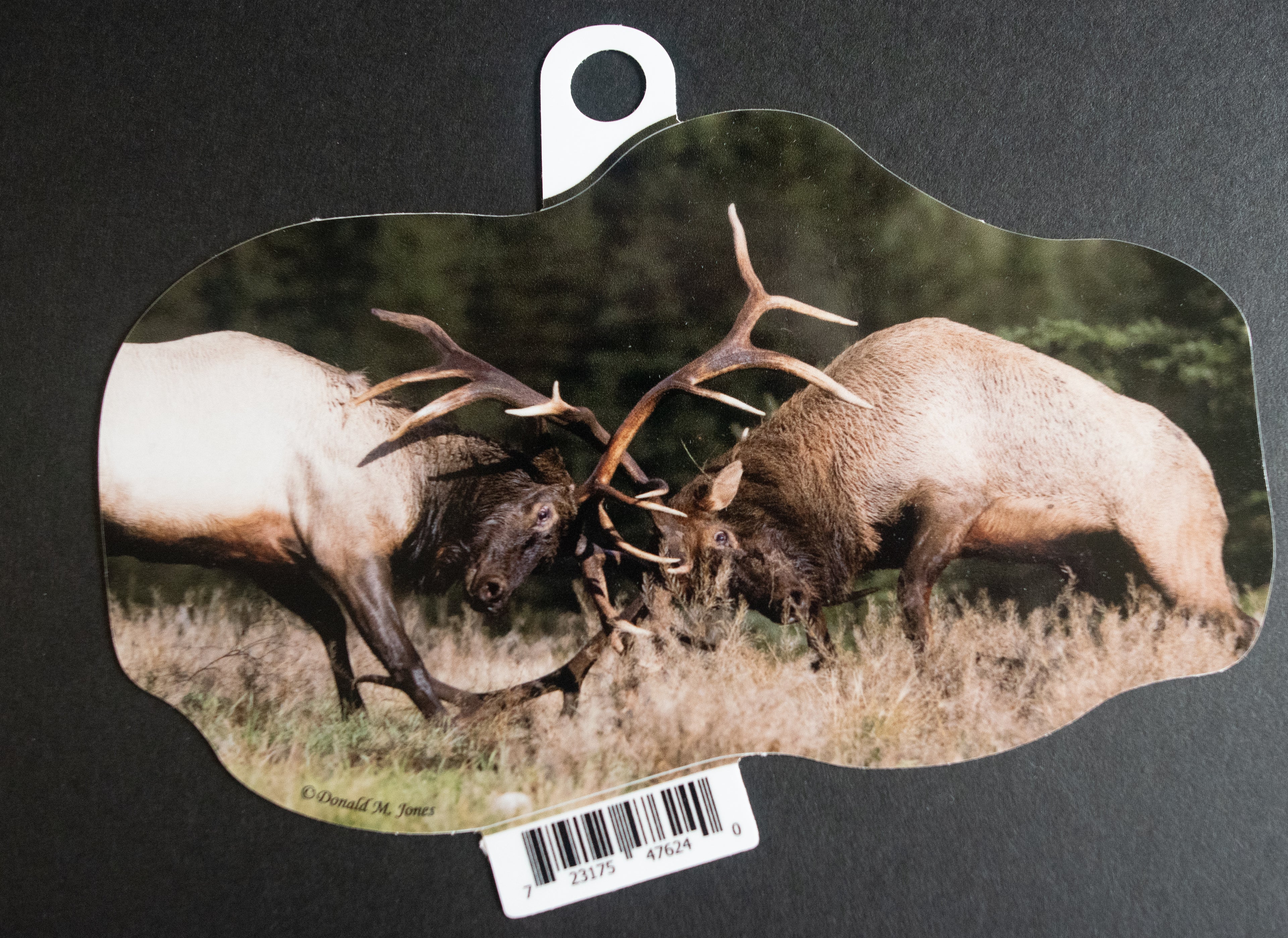 Elk Bulls Duel