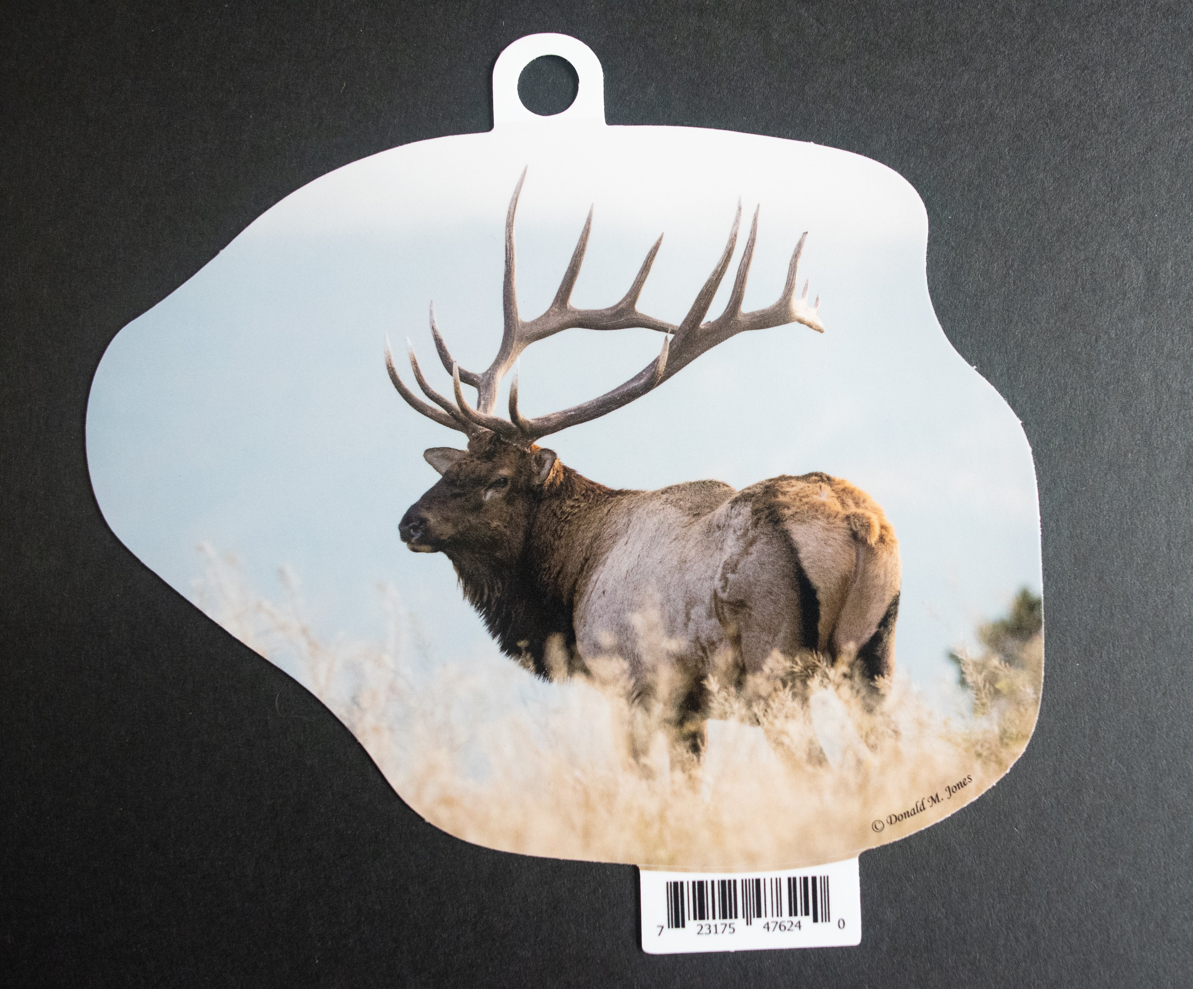 Bull Elk