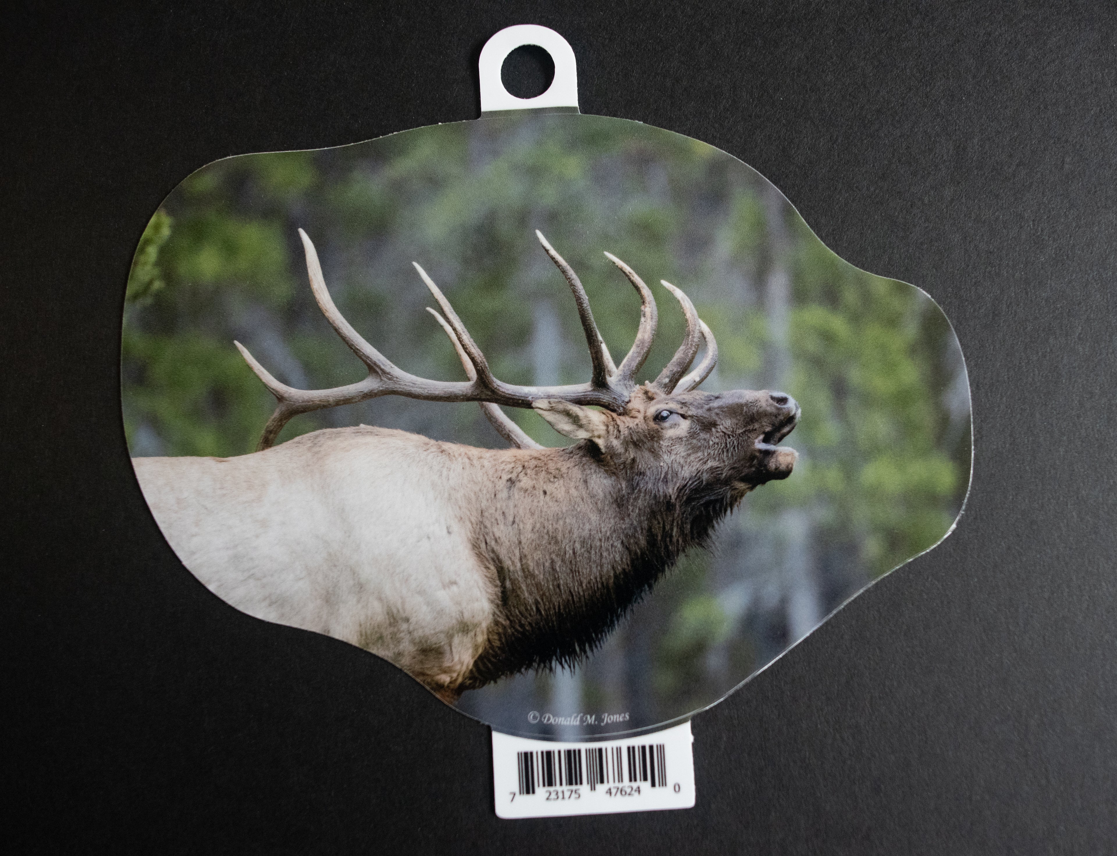 Bull Elk