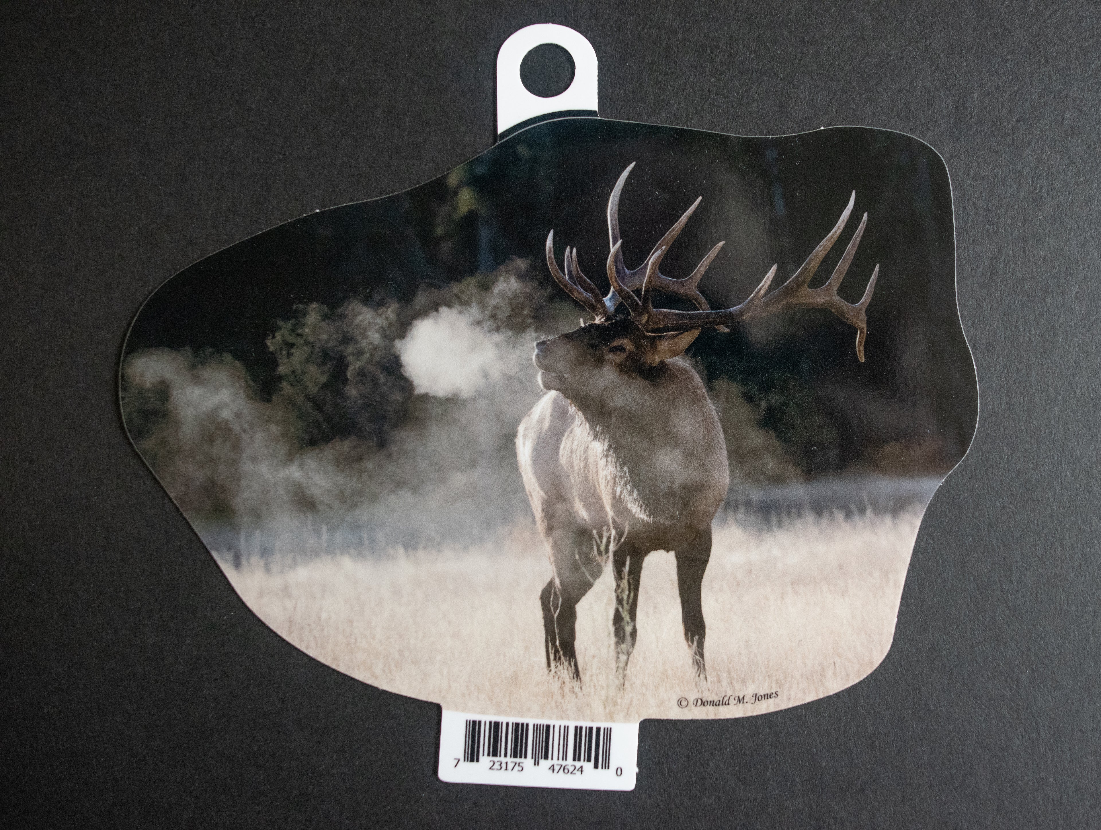 Bull Elk