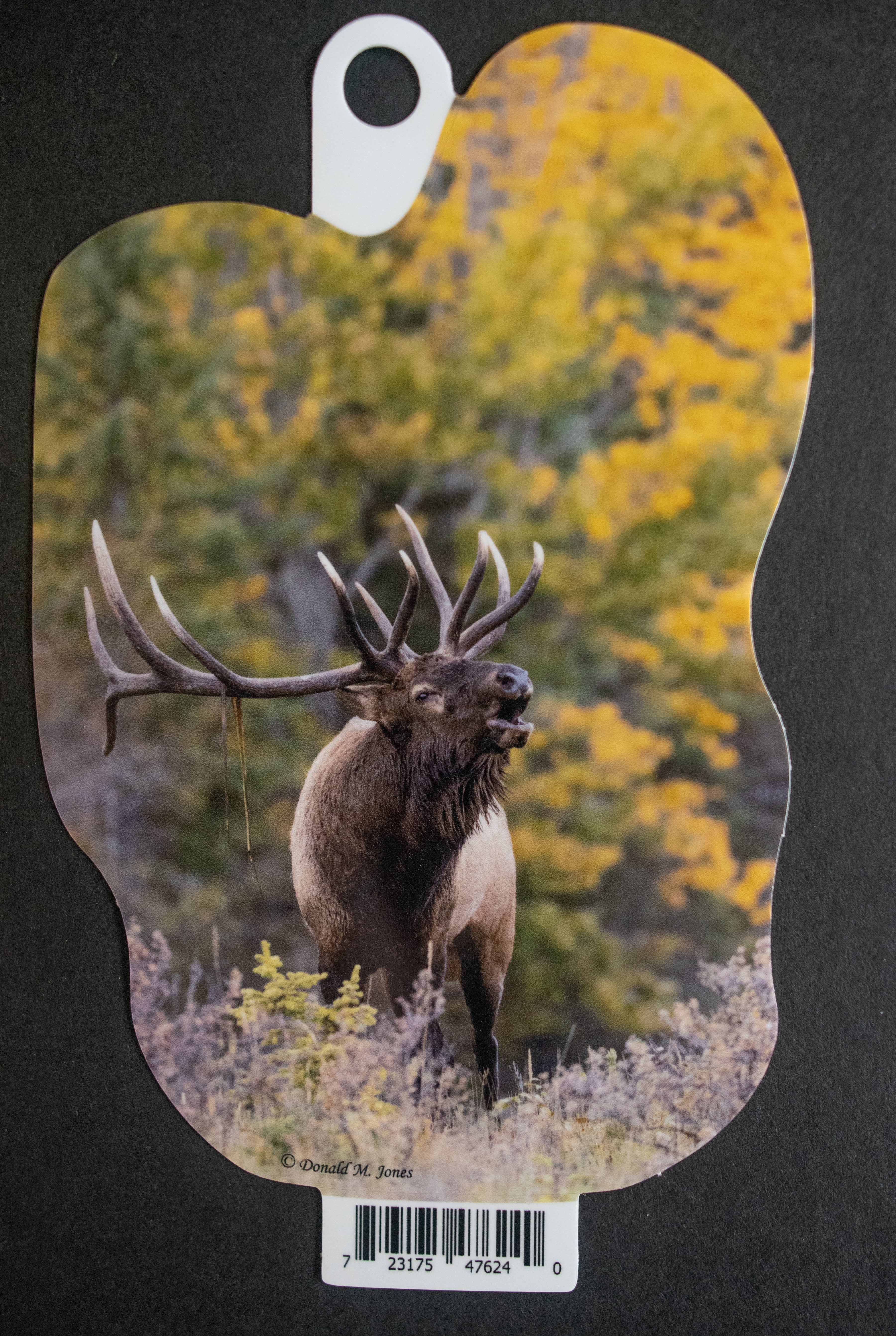Bull Elk Autumn
