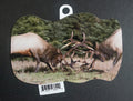 Bull Elk Fight