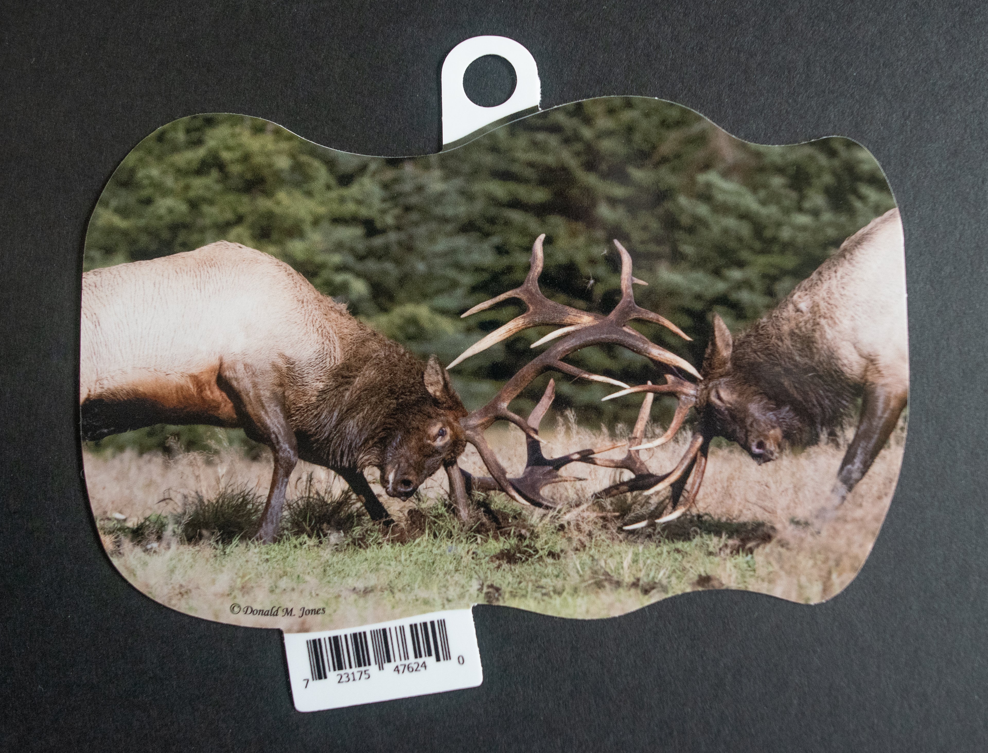 Bull Elk Fight