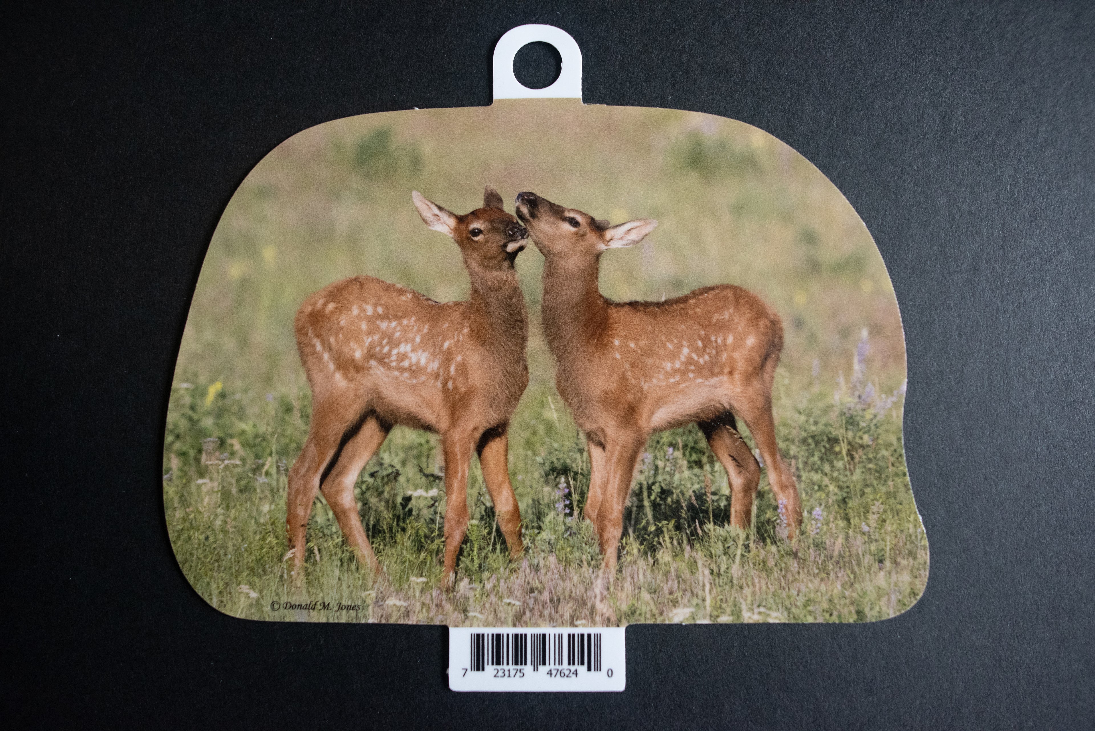 Elk Calves