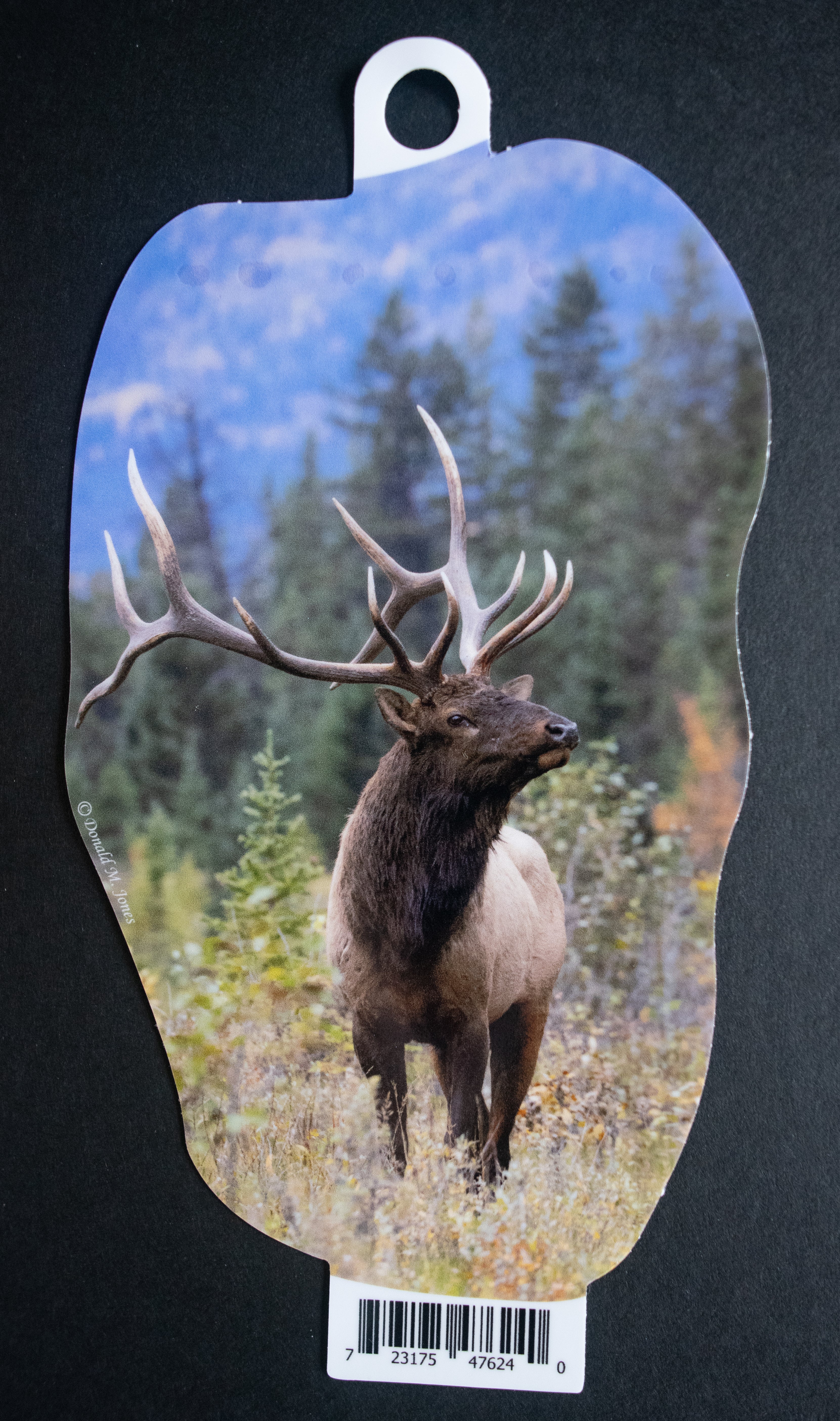 Bull Elk