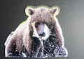 Grizzly Fishing