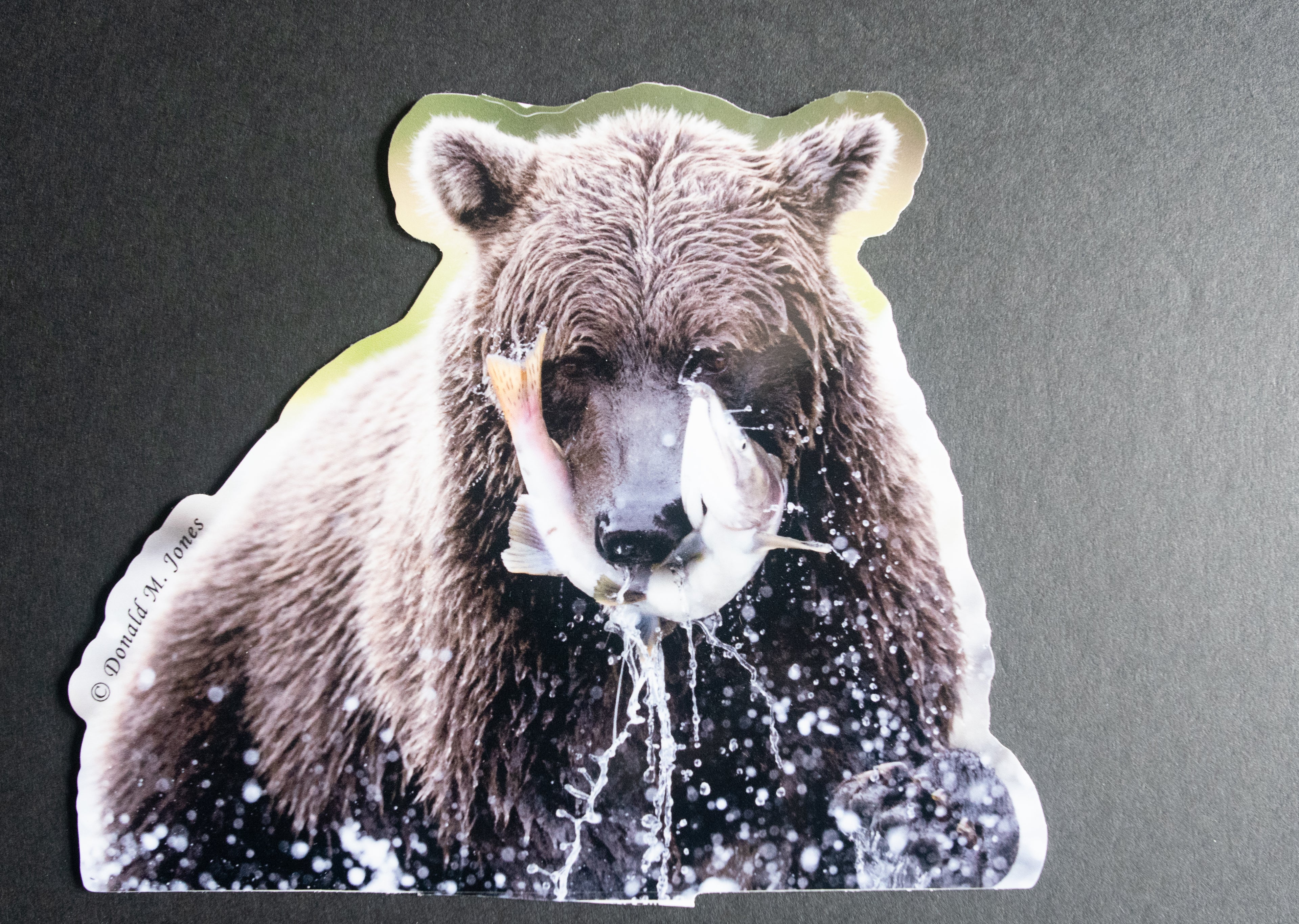Grizzly Fishing