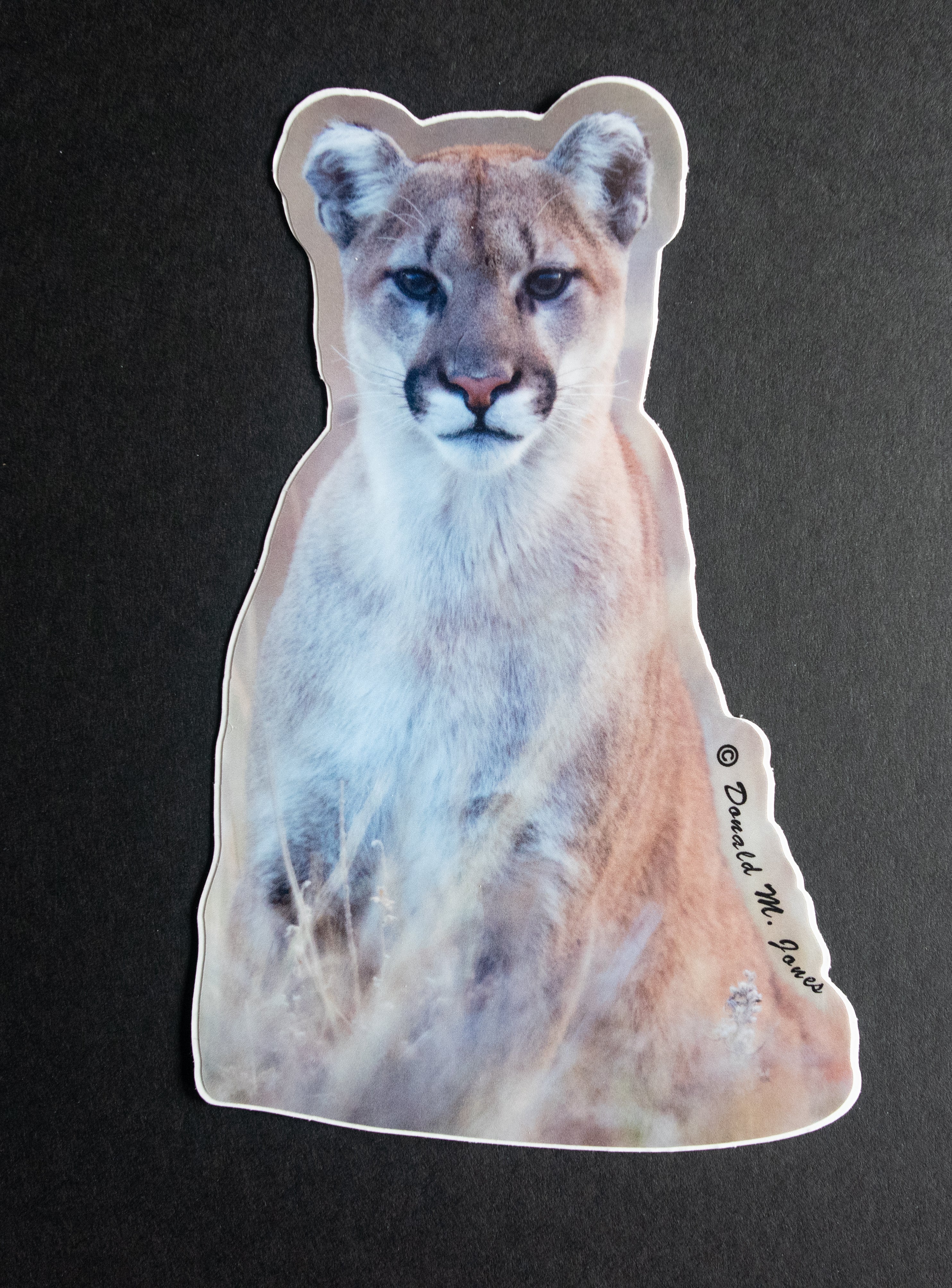 Cougar