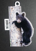 Black Bear Cub