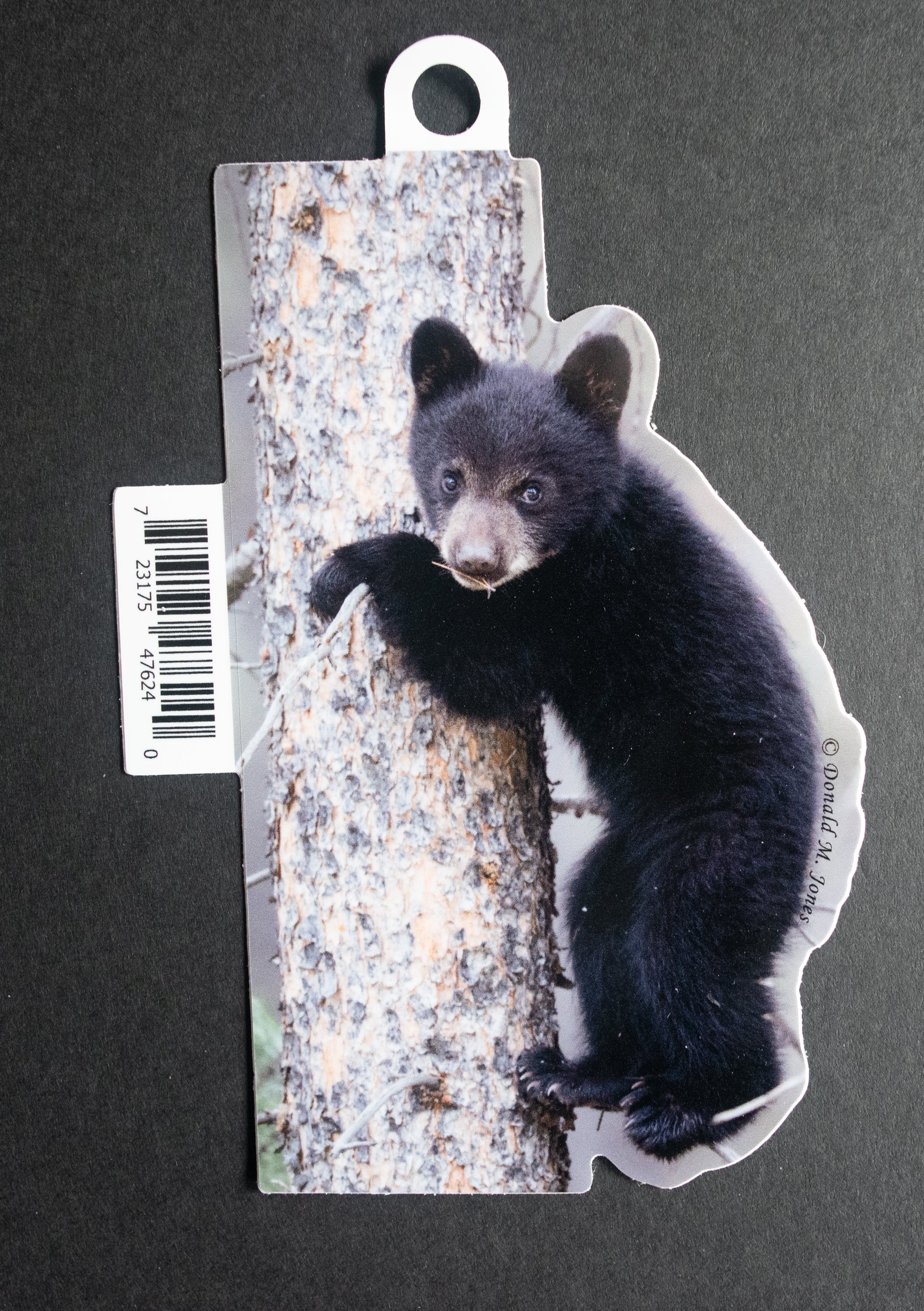 Black Bear Cub