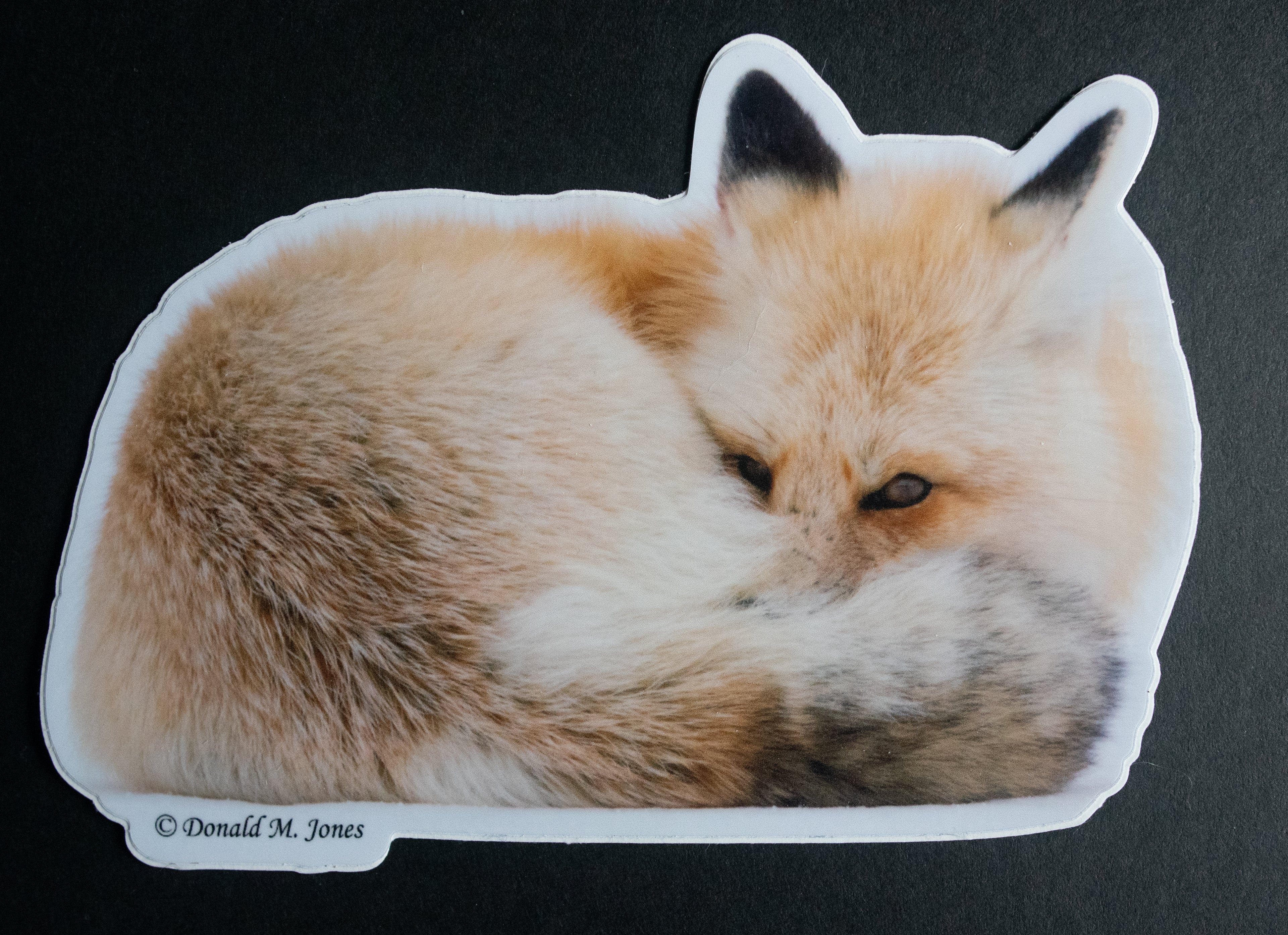 Red Fox