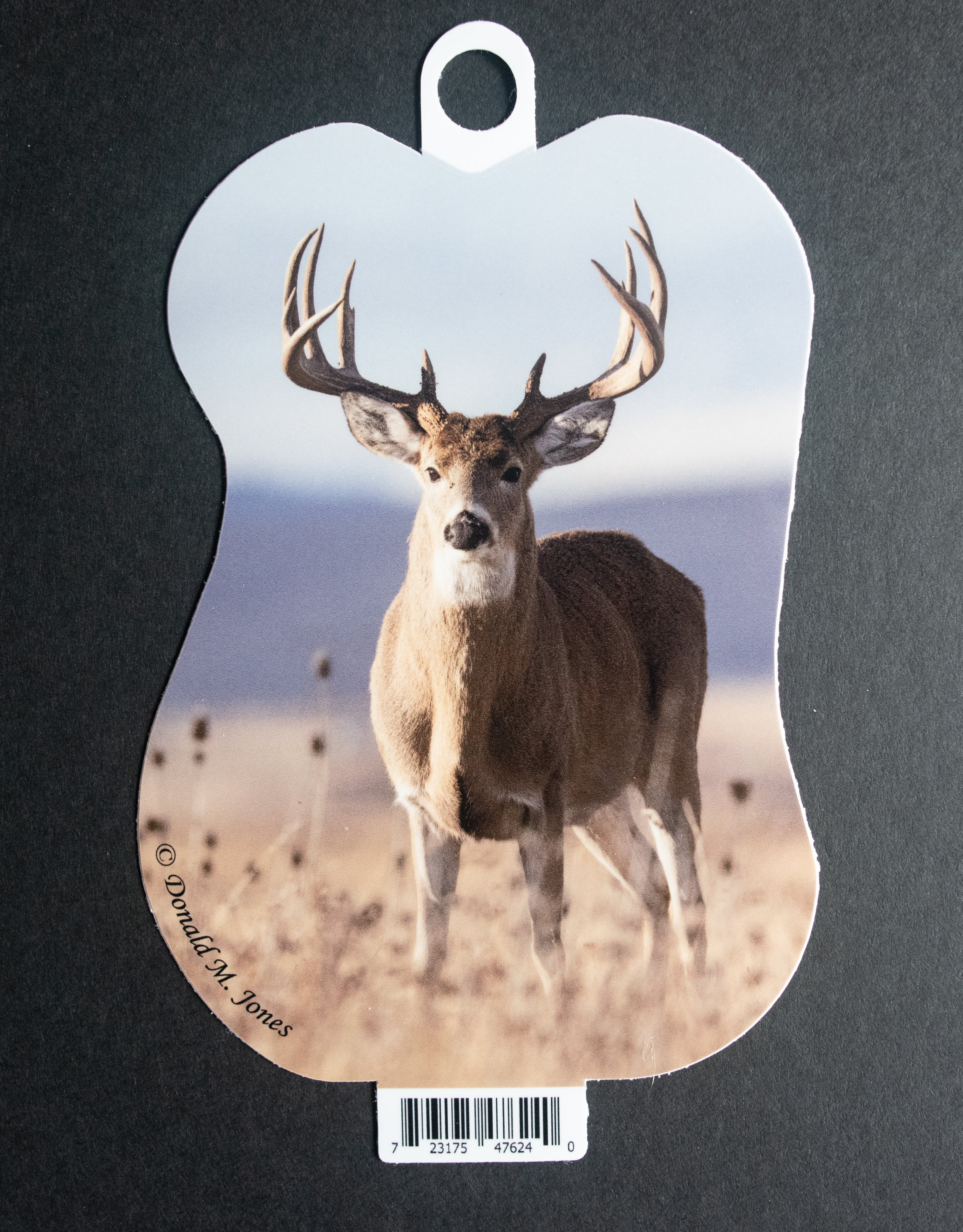 Whitetail Buck