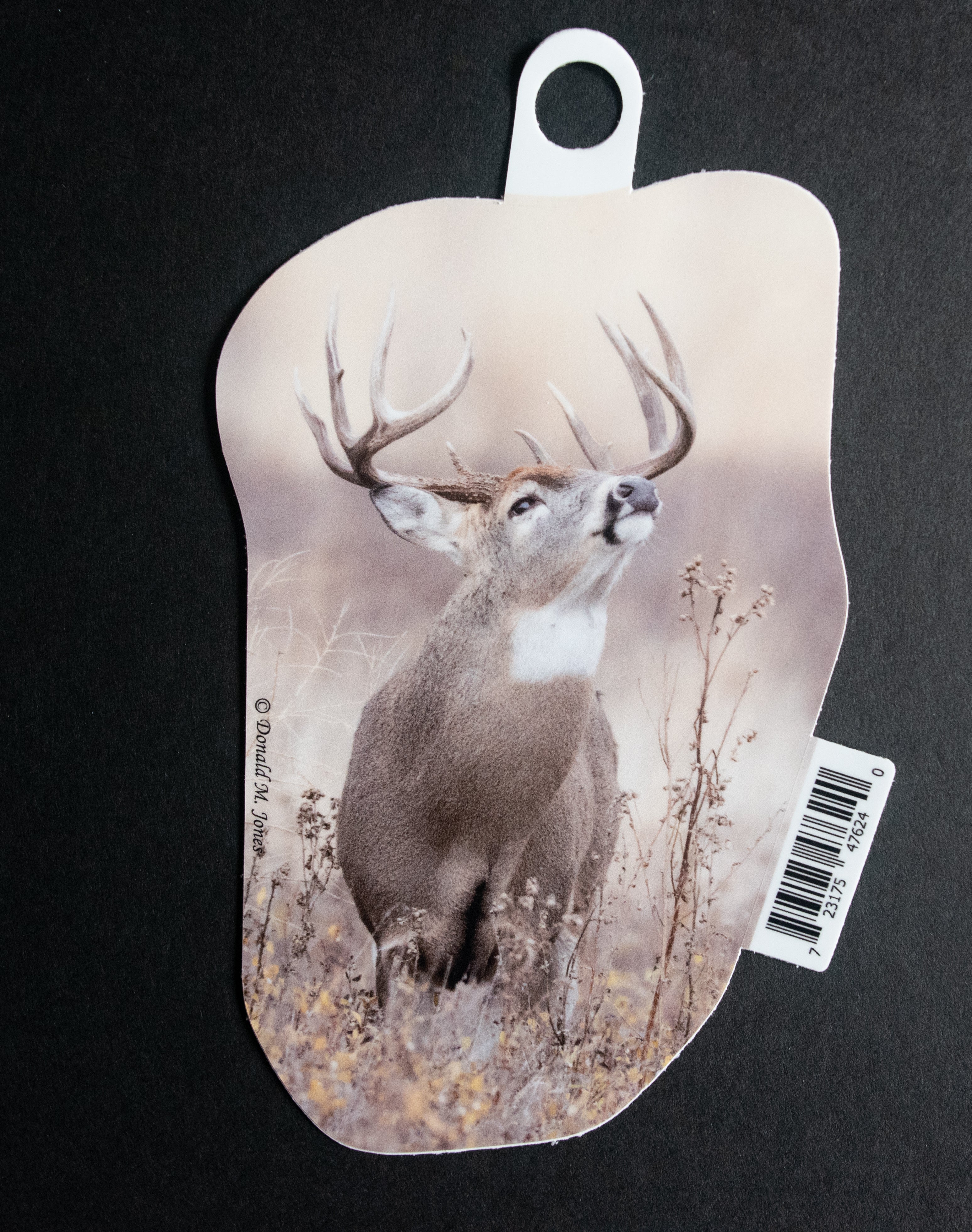 Whitetail Buck