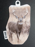 Whitetail Buck