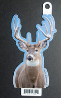 Whitetail Buck — Blue Sky Portrait
