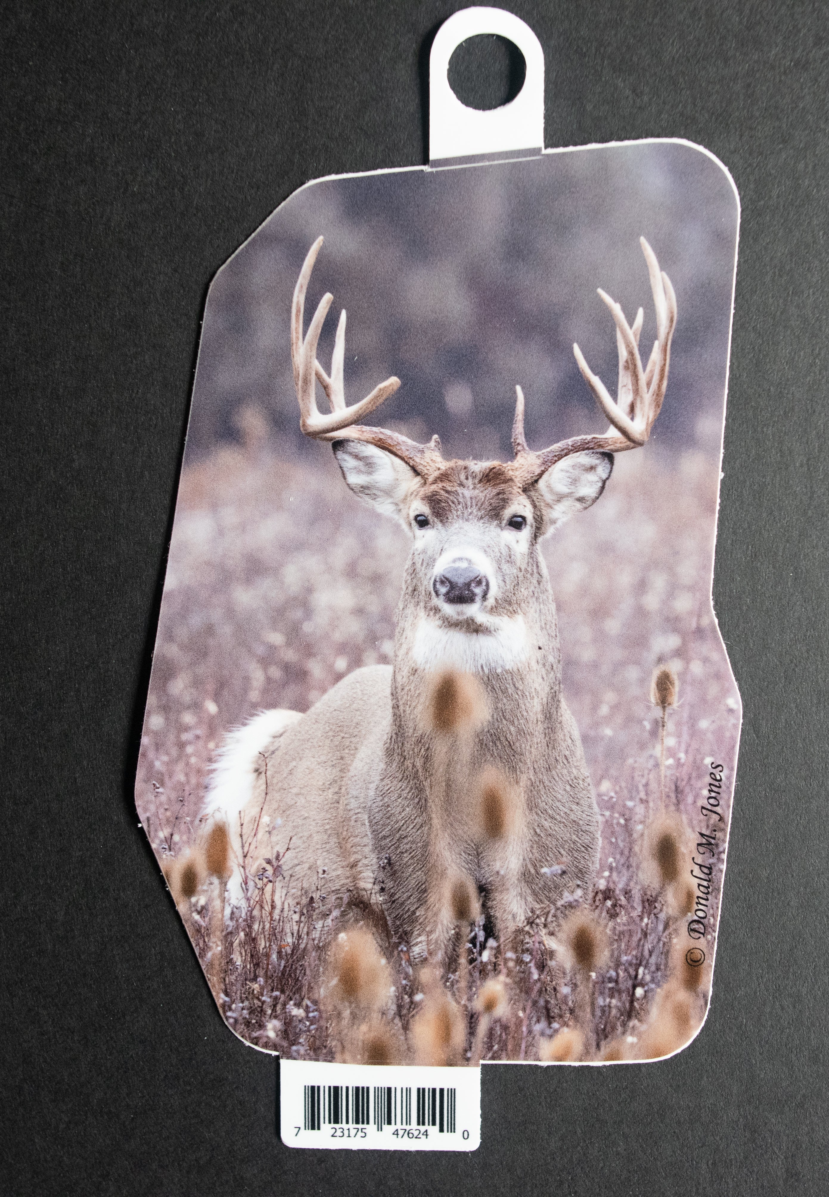 Whitetail Buck — Three-Quarter View