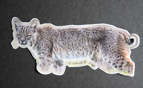 Bobcat stalking – die-cut vinyl sticker by Donald M. Jones