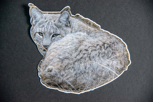 Bobcat portrait – die-cut vinyl sticker by Donald M. Jones