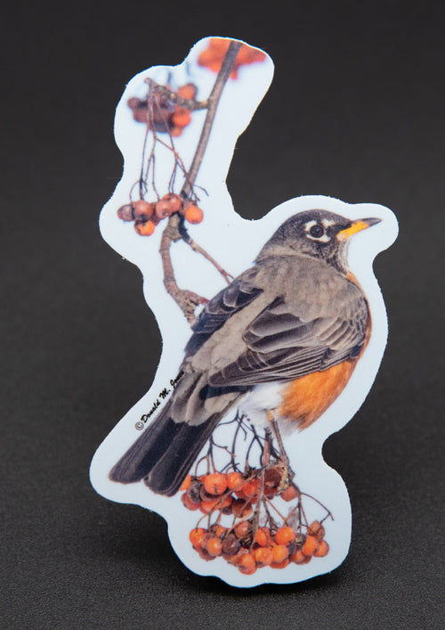 American Robin with winter berries die-cut sticker by Donald M. Jones
