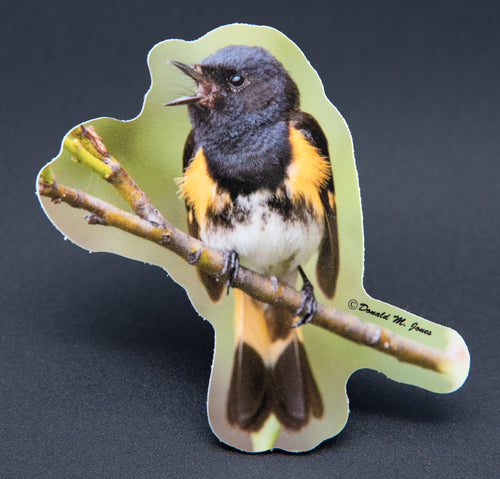 American Redstart singing on branch die-cut sticker by Donald M. Jones