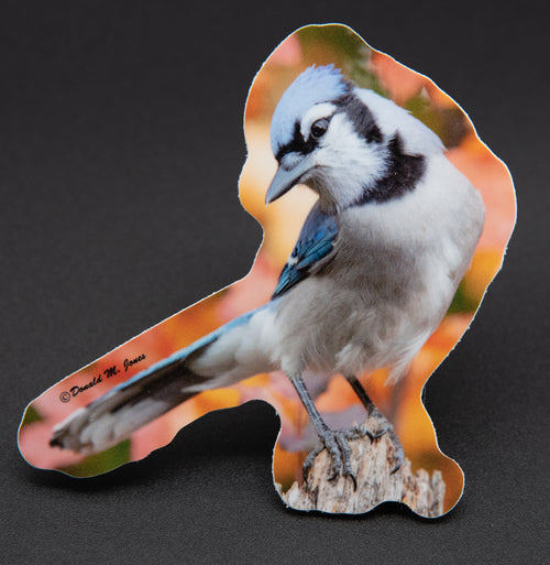 Blue Jay on stump with autumn background die-cut sticker by Donald M. Jones