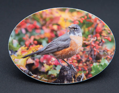 American Robin among autumn berries oval sticker by Donald M. Jones
