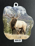 Bull and Cow Elk