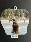 Bull Elk