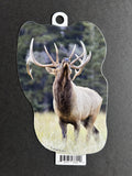 Bull Elk