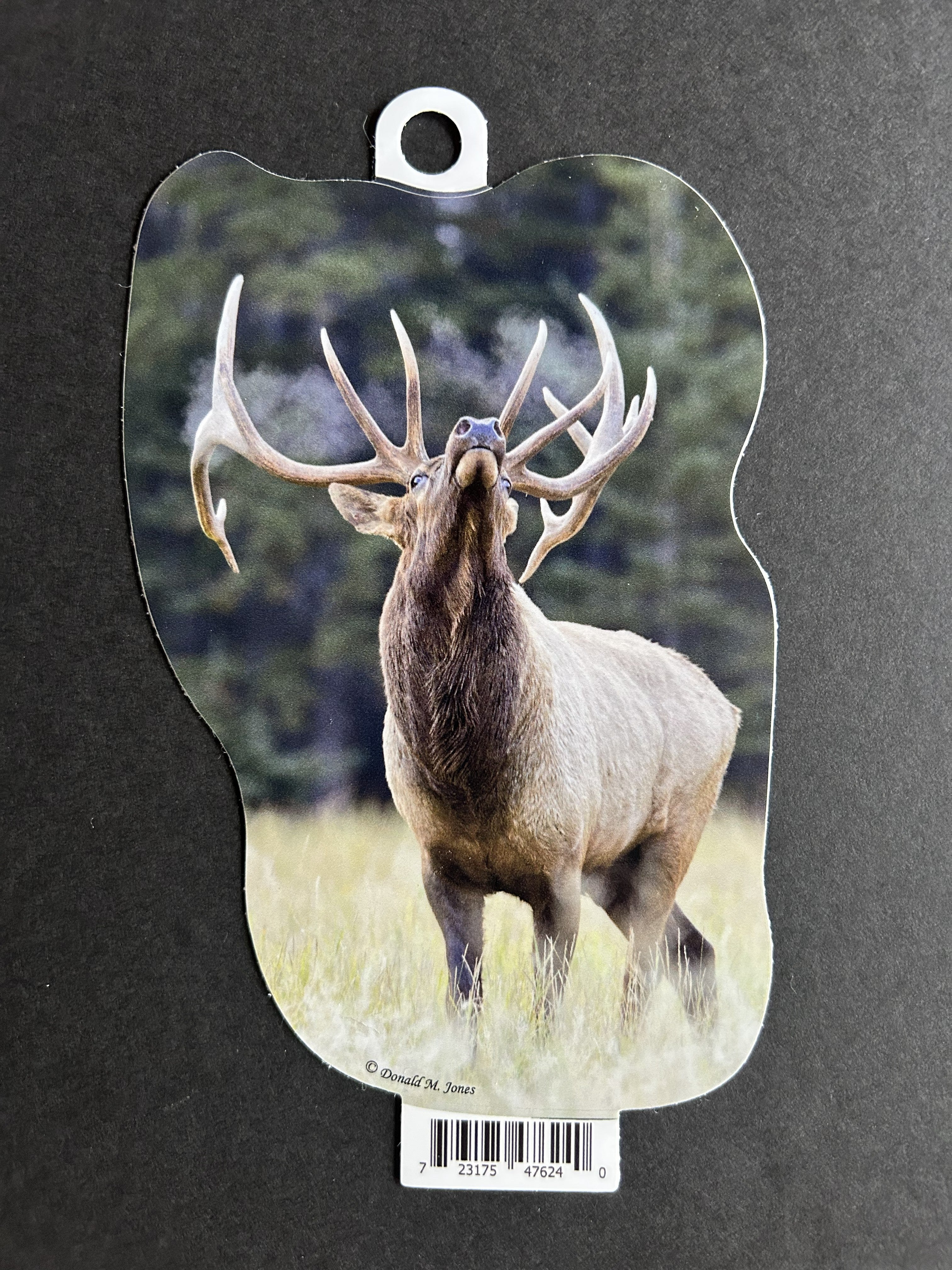 Bull Elk